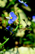 blue waterwheel flower1980s 1990s A4 Photo Print