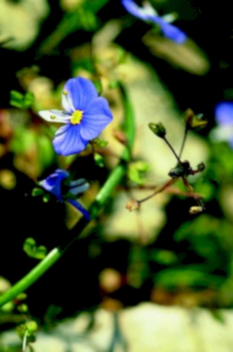 blue waterwheel flower1980s 1990s A4 Photo Print