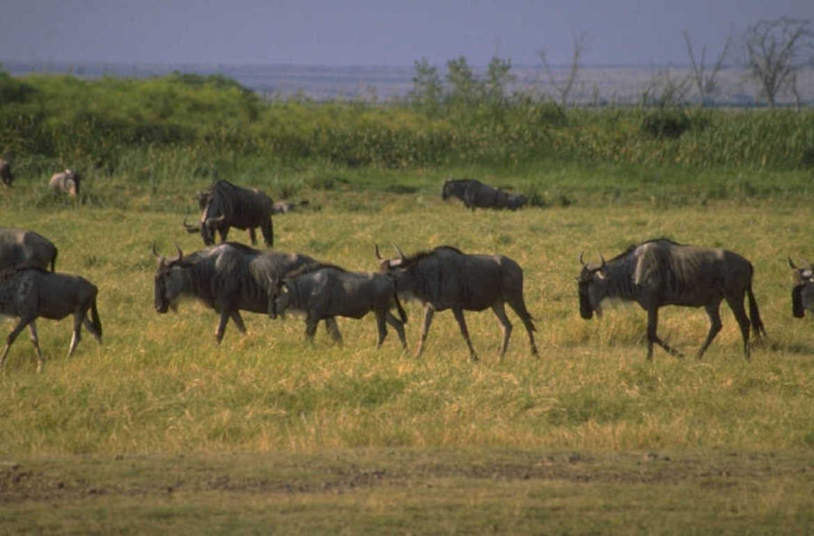 blue wildebeest herds 1980s 1990s A4 Photo Print