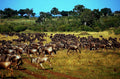 blue wildebeest migration1980s 1990s A4 Photo Print