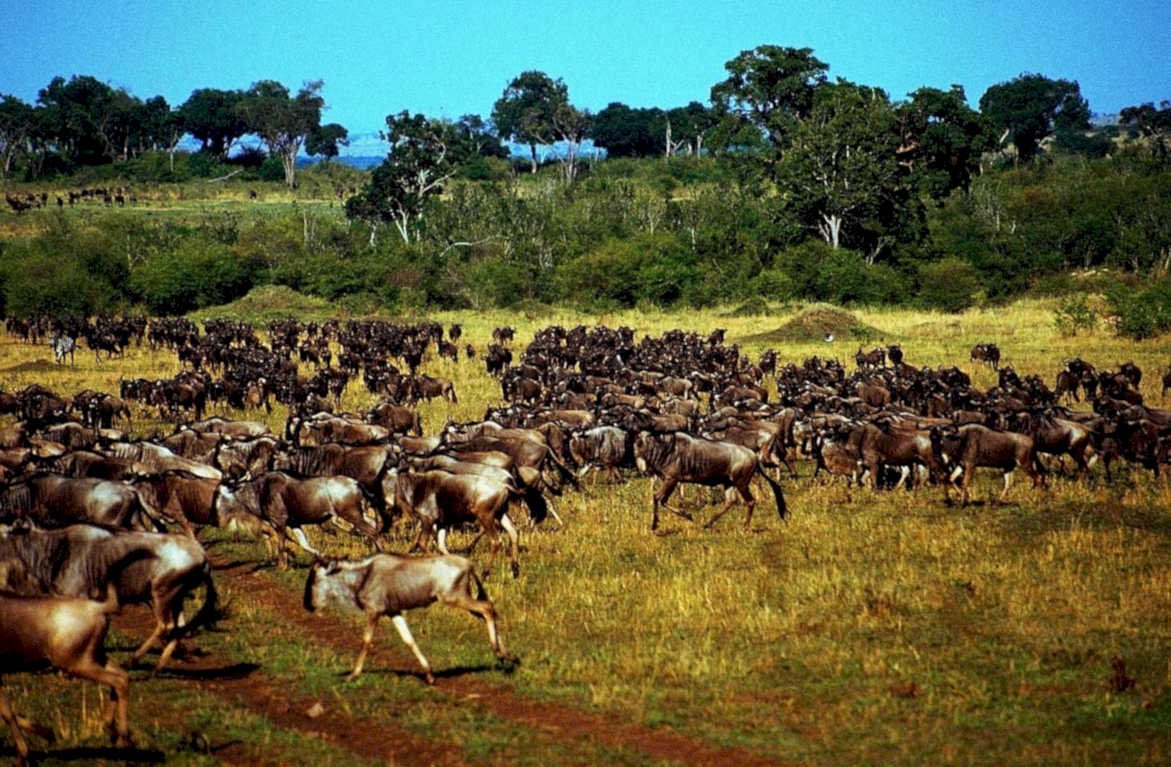 blue wildebeest migration1980s 1990s A4 Photo Print