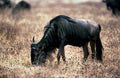 blue wildebeest savanna1980s 1990s A4 Photo Print