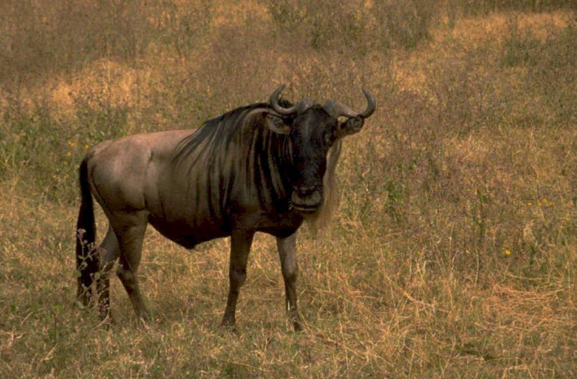 blue wildebeest serengeti 1980s 1990s A4 Photo Print