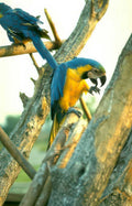 blue yellow macaw Vintage A4 Photo Print