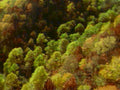 blueridgeautumnforest aerial1980s 1990s A4 Photo Print