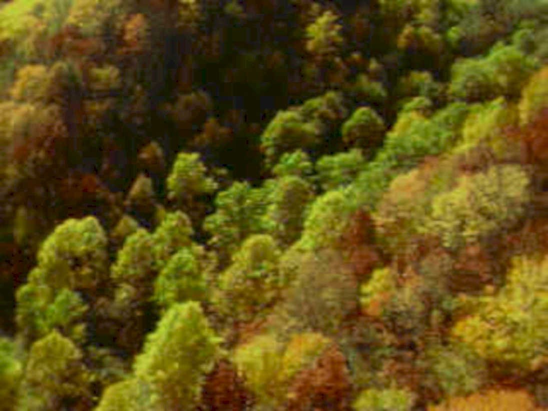 blueridgeautumnforest aerial1980s 1990s A4 Photo Print