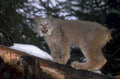 bobcat snow log 1980s 1990s A4 Photo Print