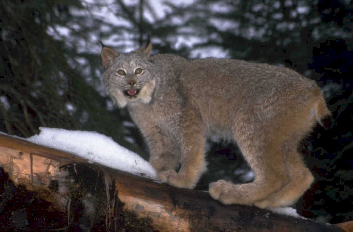 bobcat snow log 1980s 1990s A4 Photo Print