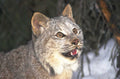 bobcat snowy forest 1980s 1990s A4 Photo Print