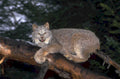 bobcat tree snow 1980s 1990s A4 Photo Print