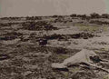 boer War 2198Boer Military A4 Photo Print