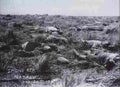 boer War 2219Boer Military A4 Photo Print