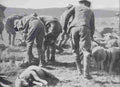 boer War 2374Boer Military A4 Photo Print