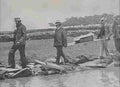 boer War 2389Boer Military A4 Photo Print