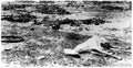 boer War 402Boer Military A4 Photo Print