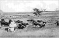 boer War 655Boer Military A4 Photo Print