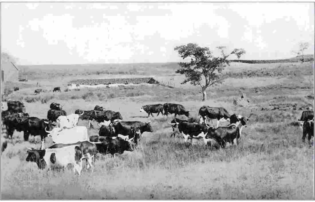 boer War 655Boer Military A4 Photo Print