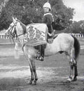 boer War 682Boer Military A4 Photo Print