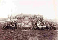 boer war 1134Boer Military A4 Photo Print