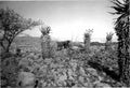 boer war 119Boer Military A4 Photo Print
