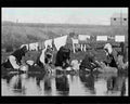 boer war 1381Boer Military A4 Photo Print