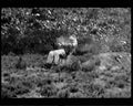 boer war 1405Boer Military A4 Photo Print
