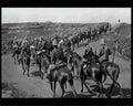 boer war 1550Boer Military A4 Photo Print