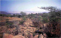 boer war 156Boer Military A4 Photo Print