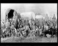 boer war 1743Boer Military A4 Photo Print
