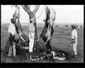 boer war 1796Boer Military A4 Photo Print