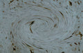 bone trabecula spiral Vintage A4 Photo Print