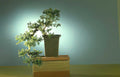 bonsai juniper tree Vintage A4 Photo Print