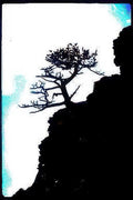 bonsai landscape cliffside Vintage A4 Photo Print