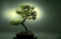 bonsai pine tree Vintage A4 Photo Print