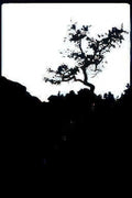 bonsai silhouette trees Vintage A4 Photo Print