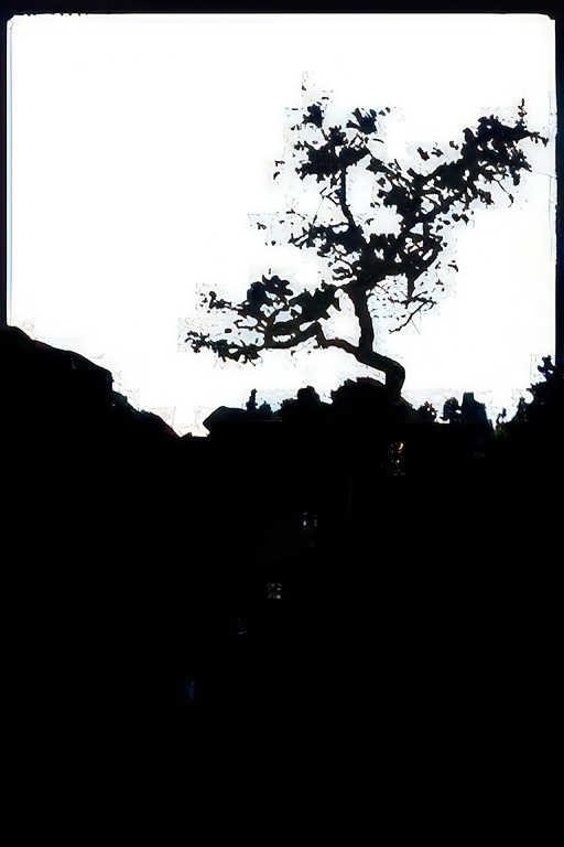 bonsai silhouette trees Vintage A4 Photo Print