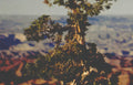 bonsai tree mountains Vintage A4 Photo Print
