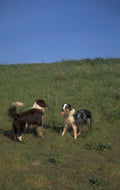 border collie australian 1980s 1990s A4 Photo Print