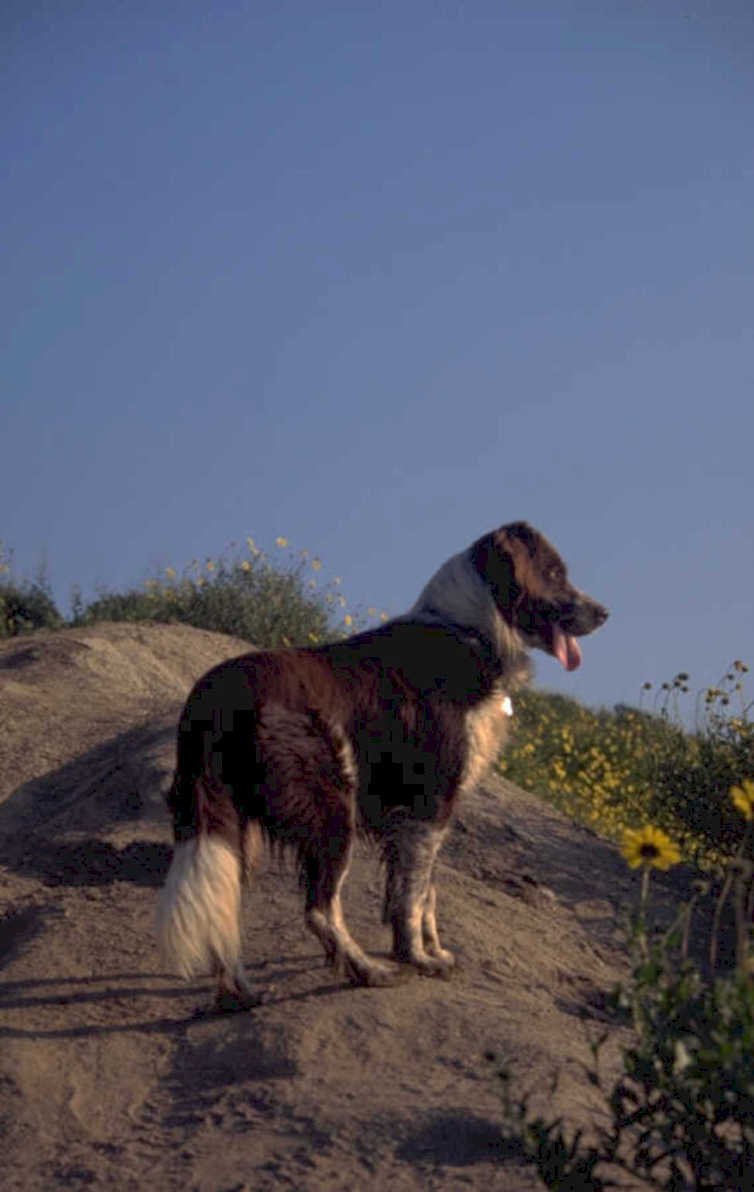 border collie hillside 1980s 1990s A4 Photo Print