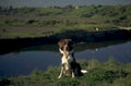 border collie river 1980s 1990s A4 Photo Print