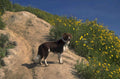 border collie wildflowers 1980s 1990s A4 Photo Print