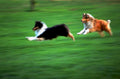 border collies running1980s 1990s A4 Photo Print