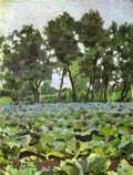 borisov musatov cabbage field Art A4 Photo Print