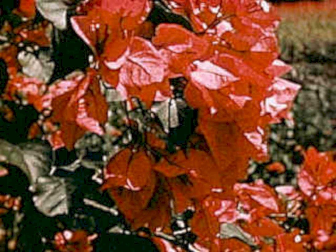 bougainvillea red closeup1980s 1990s A4 Photo Print