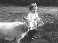 boy goat field1980s 1990s A4 Photo Print