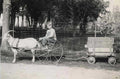 boy goat wagon Vintage world war A4 Photo Print