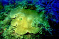 brain coral reef 21980s 1990s A4 Photo Print