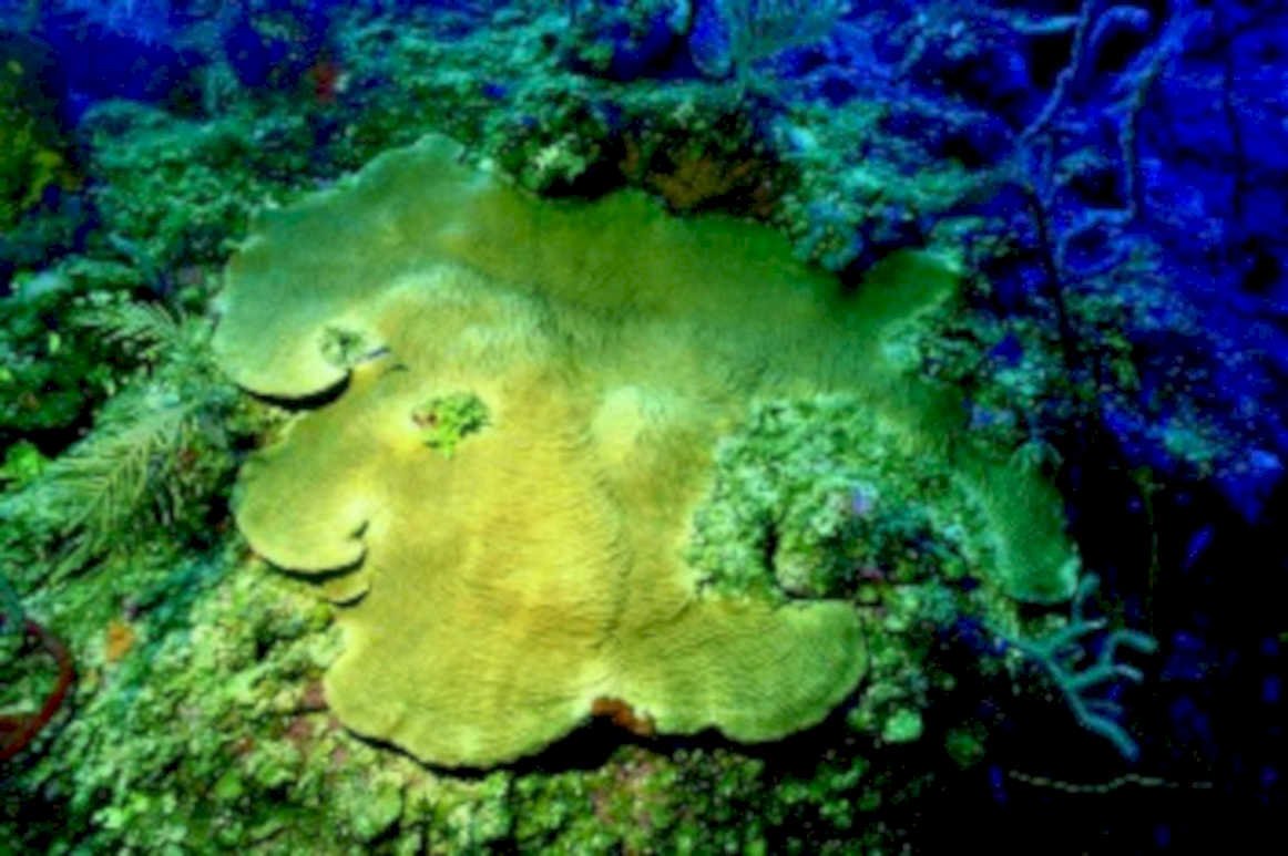 brain coral reef 21980s 1990s A4 Photo Print