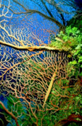 brain coral reef 31980s 1990s A4 Photo Print