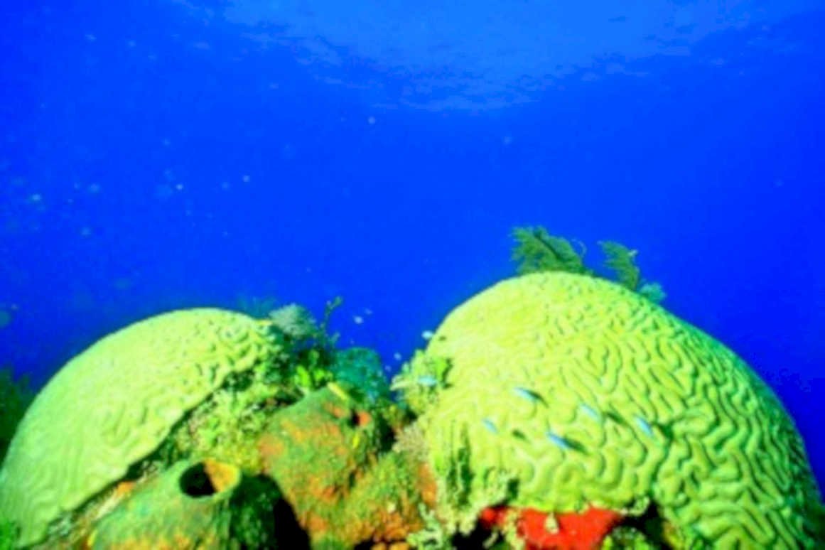 brain coral reef 41980s 1990s A4 Photo Print